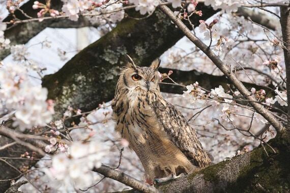 桜の木にとまるガルー