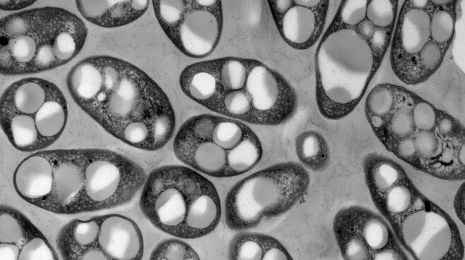 すごいベンチャー【28】Symbiobe