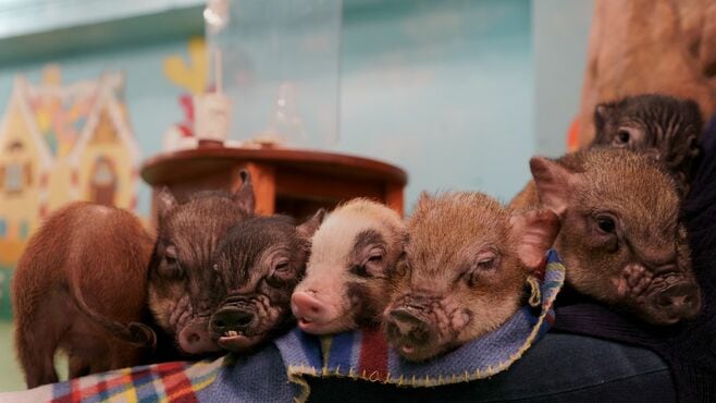 死んだ｢小ブタ｣の体が訴える"残酷な変化"の犯人