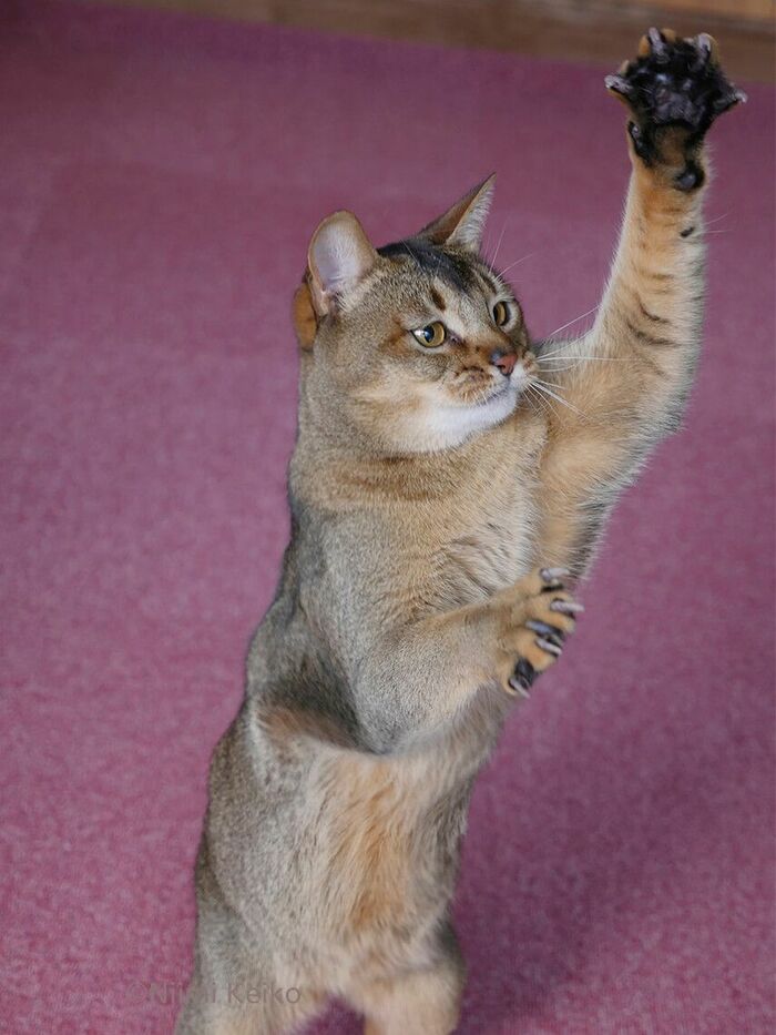 「猫流シャドー・ボクシングだよ。盆踊りじゃないよ」