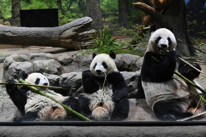 レイレイ、シャオシャオ、シンシン。2022年10月23日撮影（写真：高氏さん提供）