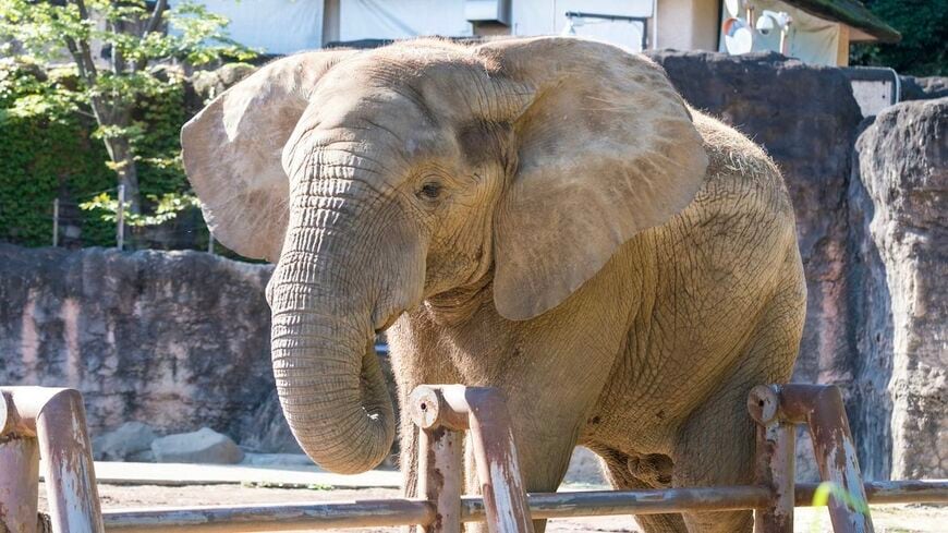 アフリカゾウ