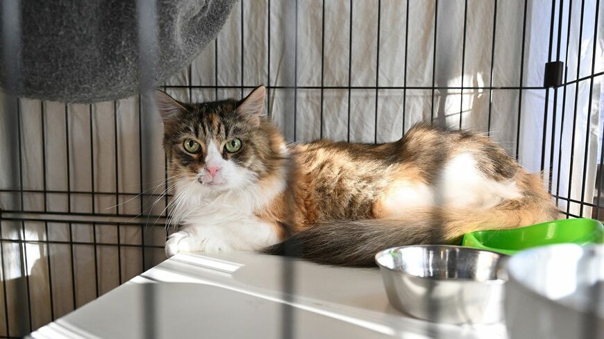 行き場のない猫を保護し、譲渡する保護猫活動。殺処分ゼロに向け、自分の生活を削って活動に取り組むボランティアも少なくない中、活動の持続可能性が課題となっている（撮影：風間仁一郎）