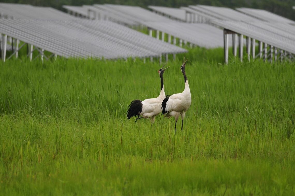 太陽光発電施設の近くを歩くタンチョウ（写真：釧路自然保護協会提供）