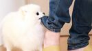 飼い犬に｢狂犬病ワクチン｣､日本でどこまで必要か 海外渡航前に知っておきたい"人間のワクチン"
