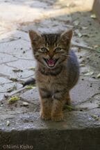 「おなかが空いたって、飼い主に伝えてよ」と鳴いていた
