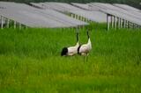 太陽光発電施設の近くを歩くタンチョウ（写真：釧路自然保護協会提供）