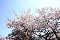 東大・外資エリート美女と語る、男女の別れ 桜の季節は別れの季節