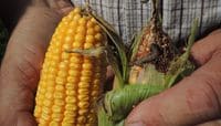 農家は､なぜ遺伝子組み換え種子を使うのか