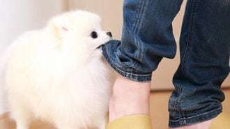 飼い犬に｢狂犬病ワクチン｣､日本でどこまで必要か