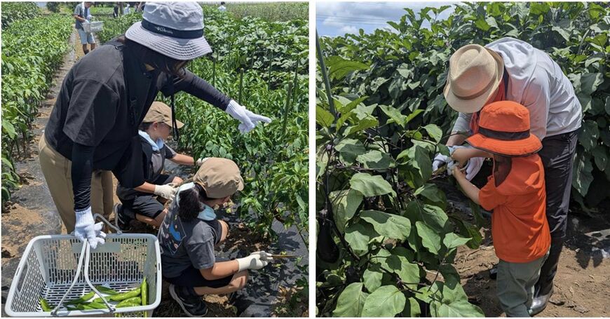 自分で収穫することで、苦手な野菜が食べられるようになった子どもも多くいるそうだ。夏のイベントではスイカ割りや水遊びなどが用意されることもあり、忘れられない一日になるのだという