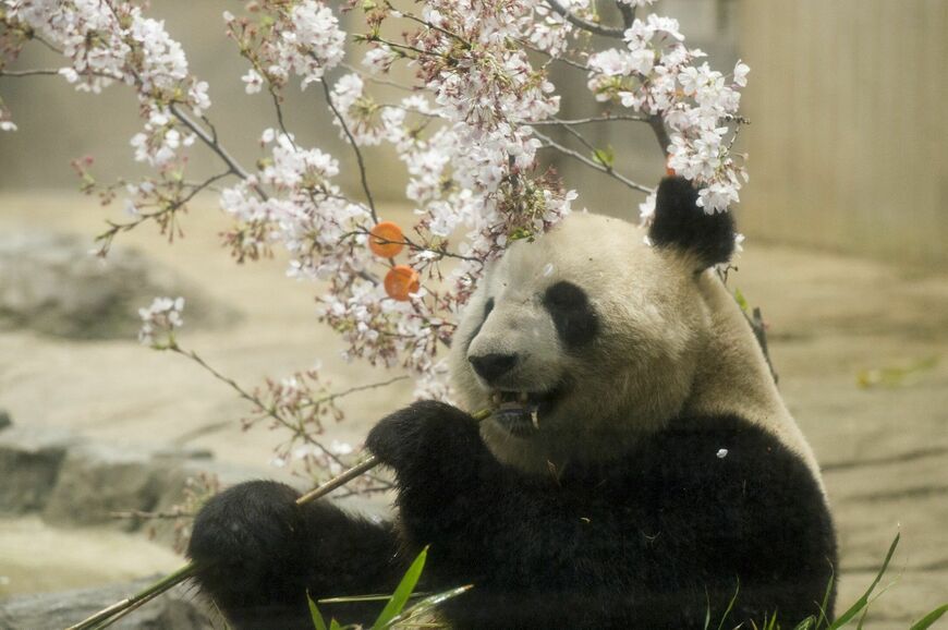シンシン。2013年3月30日撮影（写真：高氏さん提供）