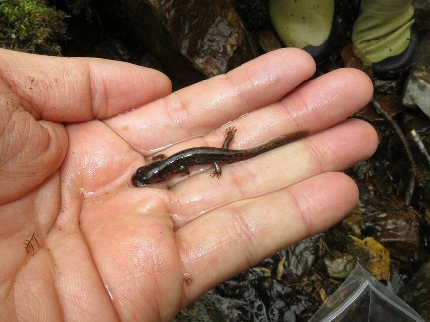 水の中で2年ほど過ごすハコネサンショウウオの幼生。2019年に岐阜県内で撮影された。静岡工区に多く生息している（写真：島田知彦准教授提供）