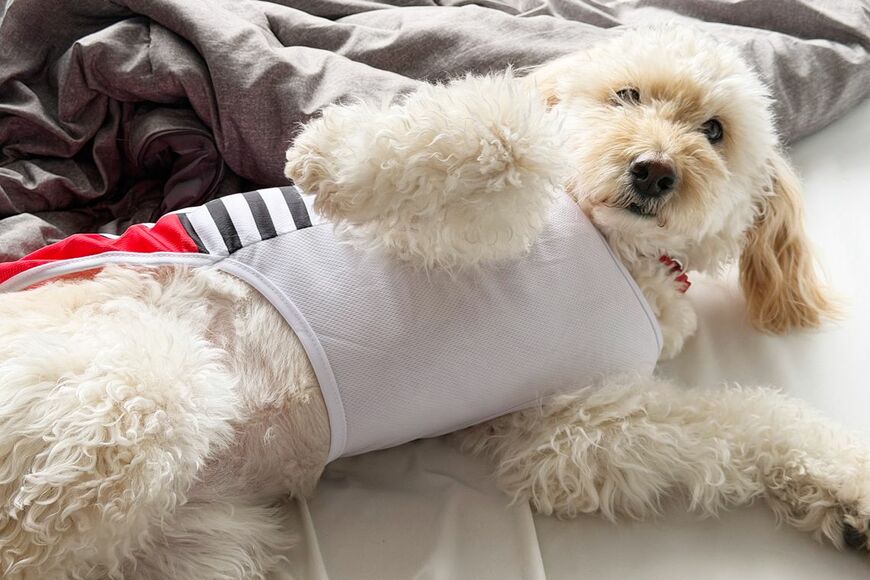 介助犬