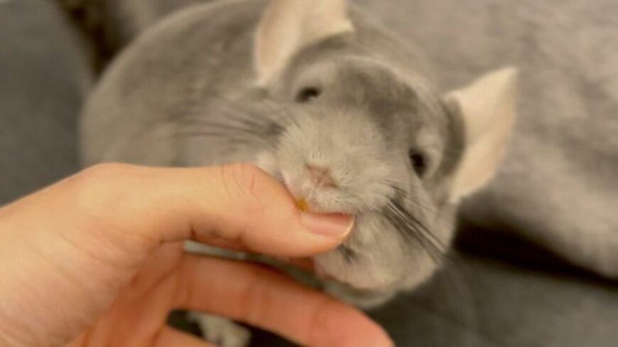 チンチラには噛む習性があるため、「噛んでくれる子」を迎えたかったという一真さん（写真：一真さん提供）