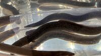 絶滅危惧種のウナギを｢これからも食べられる｣と喜ぶ日本人に欠けた視点