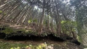 ｢クマも山火事も他人事じゃない｣50キロを担いで登る"山仕事のプロ"が警鐘《手入れされない山》がもたらす危険