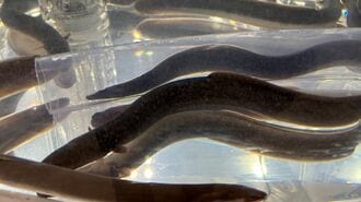 絶滅危惧種ウナギの規制回避を喜ぶ日本人の盲点