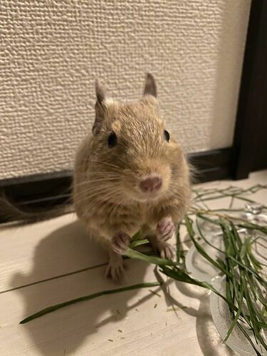 デグー確認用 【公式通販】