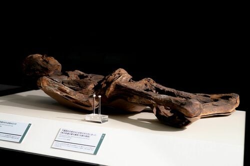 ミイラ43体｣に隠されたそれぞれの人間ドラマ 大盛況｢ミイラ展｣はこう