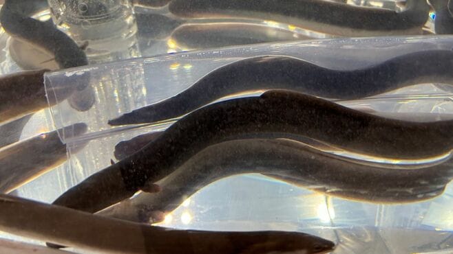 絶滅危惧種ウナギの規制回避を喜ぶ日本人の盲点