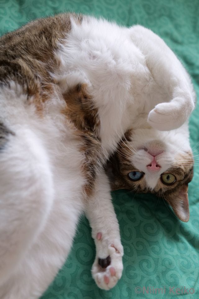 パリッと乾いたシーツの上でゴロンゴロン（埼玉県さいたま市にて／写真：新美敬子）