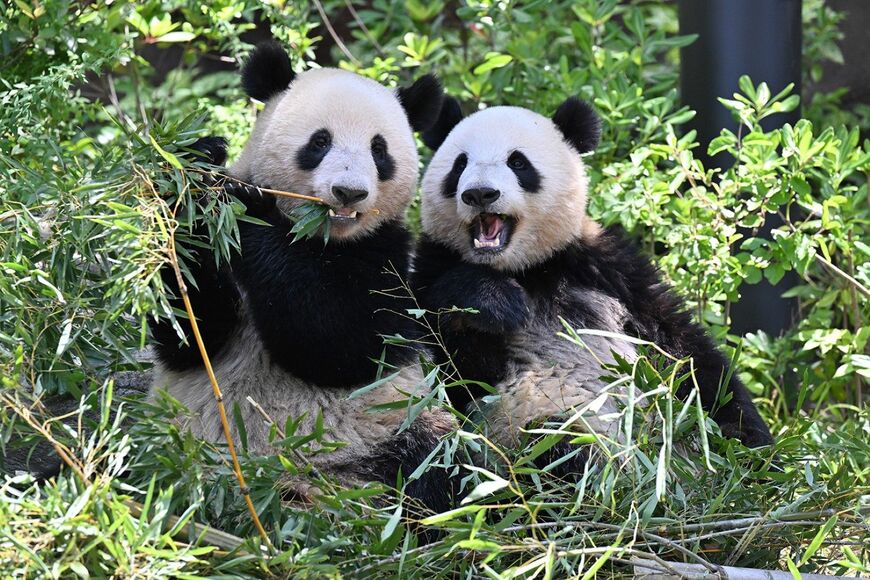 シャオシャオ、レイレイ。2023年5月18日撮影（写真：高氏さん提供）