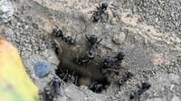 最大で巣の7割が何もしていないことも…巣の維持のため《あえて2割は働かない》アリたちの｢絶妙すぎる生存戦略｣