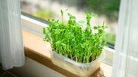 値段に着目しがちだが､実は栄養価も高い！《物価高騰時代の救世主》と呼べる"納得の野菜"　｢3つの簡単レシピ｣も紹介