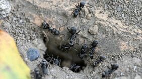 最大で巣の7割が何もしていないことも…巣の維持のため《あえて2割は働かない》アリたちの｢絶妙すぎる生存戦略｣