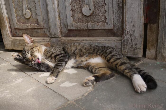 雨上がりに日が射した。すかさず毛づくろいをはじめる
