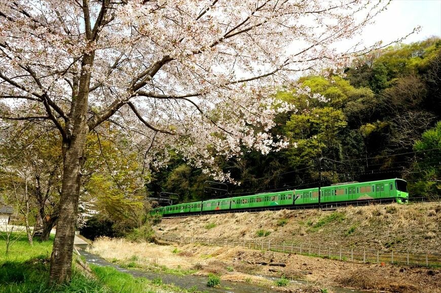 桜咲く高尾線を行く8000系「高尾山トレイン」（撮影：南正時）