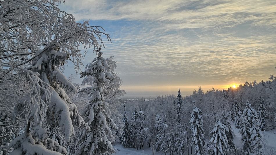 敷地の周りは、鬱蒼とした針葉樹の森が広がっている（写真：こばやし あやな）