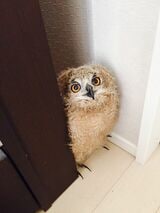 少し大きくなって、段ボールから出られるようになったガルー（写真提供：ゲンさん）