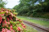 6月にはツツジが咲いていた（写真：筆者撮影）