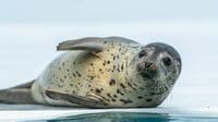 ｢老衰｣ではなかった？　丸くてぬるぬる…水族館の人気者28歳のアザラシを解剖して初めてわかった"本当の死因"