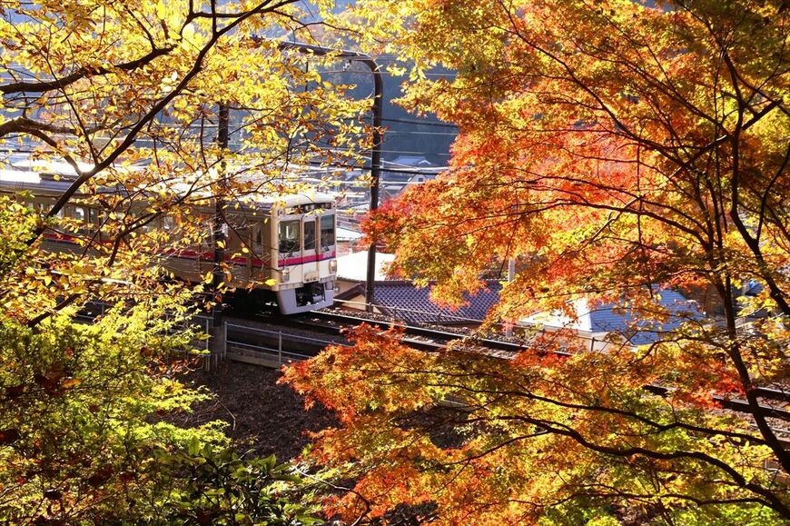 高尾の紅葉と7000系（撮影：南正時）