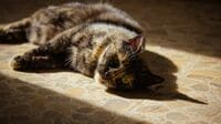 苦しむ愛猫に｢ごめん､安楽死を選べなかったの｣