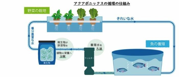 アクアポニックスの仕組み 