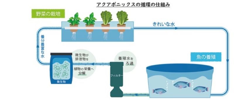 アクアポニックスの仕組み （画像：株式会社アクポニ）