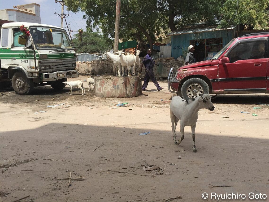 街中で放し飼いにされているソマリアのヤギの群れ