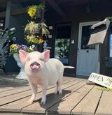 ブタOKのカフェの前で記念撮影（写真提供：しおりさん）