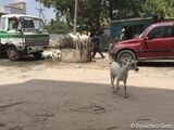 街中で放し飼いにされているソマリアのヤギの群れ（写真：著者提供）