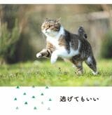 （出所：『そんなに怒らニャくてもいいんだよ ネコと学ぶ心が軽くなる方法』より）