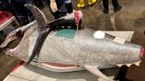 天然クロマグロ（写真：筆者提供）