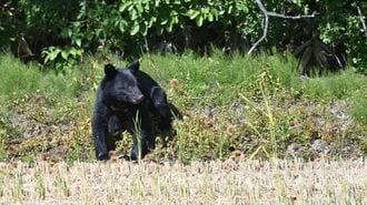 クマ被害撲滅へ「ゾーニング」という"有力防衛策"