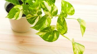 ｢親よりポトスか｣植物好き幼子に父が抱いた畏敬