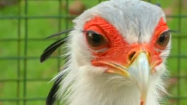 Snake-Hunting Secretary Bird Has Killer Kick