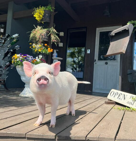 カフェの前のおもちくん