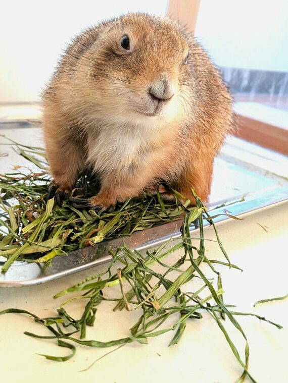 牧草を食べる向日葵